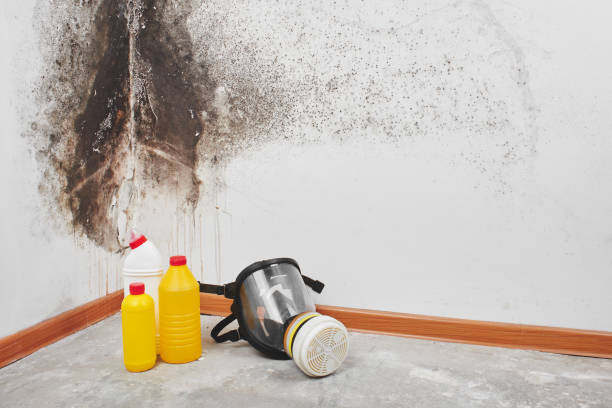 Best Mold Damage Repair  in Williamsburg, OH