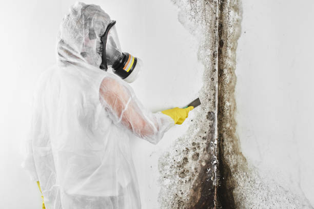 Crawl Space Mold Removal in Williamsburg, OH