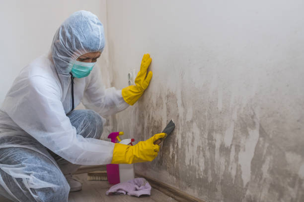 Best Residential Mold Removal  in Williamsburg, OH