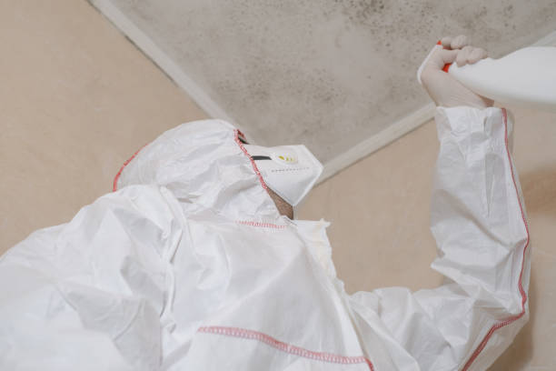 Best Mold Remediation Experts  in Williamsburg, OH