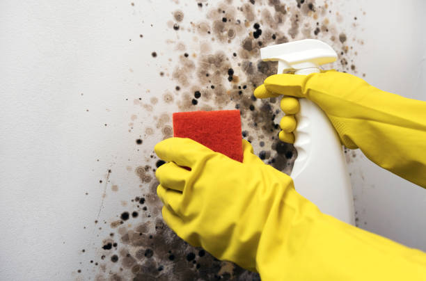 Trusted Williamsburg, OH Mold Removal Experts